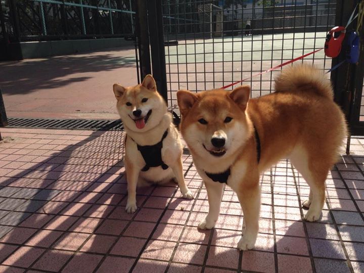 强行碾过！湖人用天赋淹死深圳，锡安拉出硬仗万神殿新名单