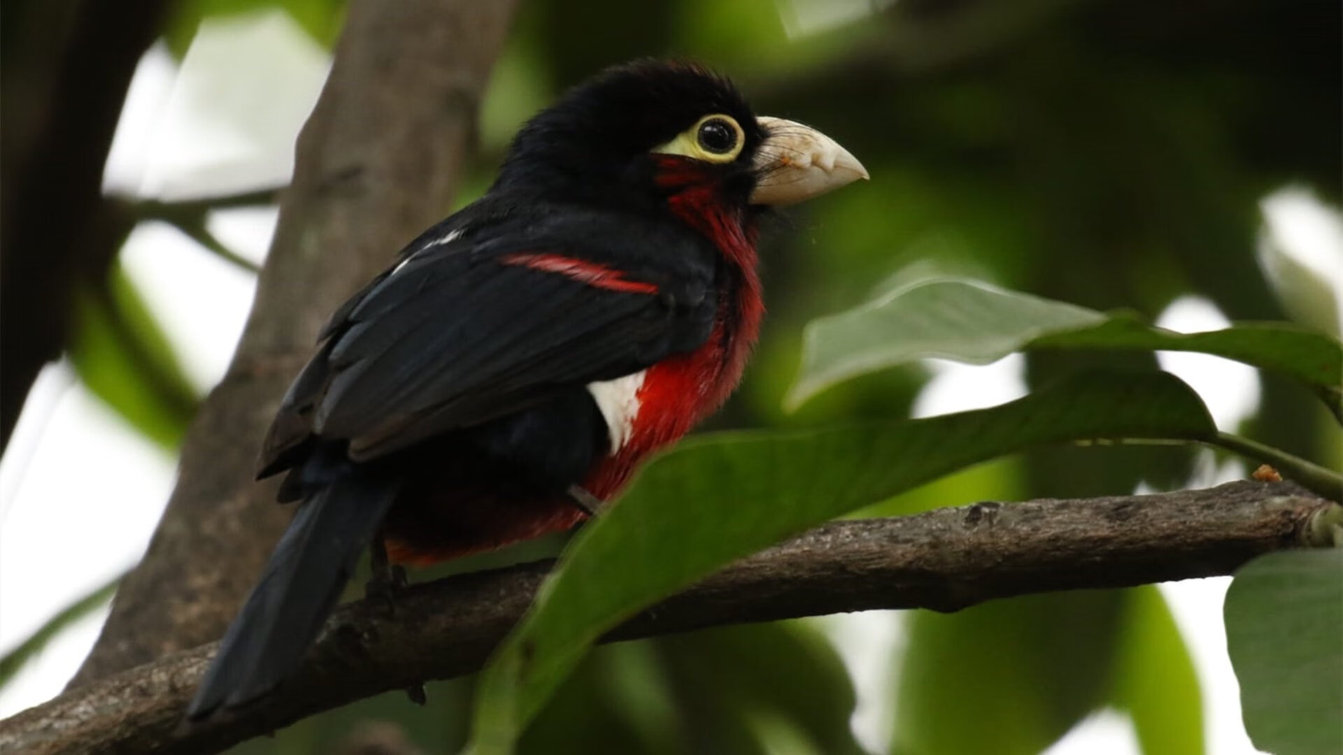 埃及霸气晋级！凯恩独造两球成关键先生，绿茵场上的英雄传奇